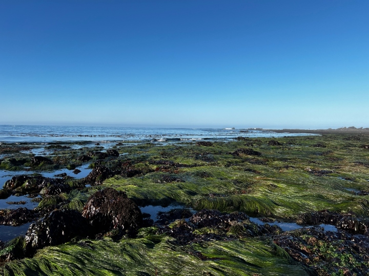 Tidepool